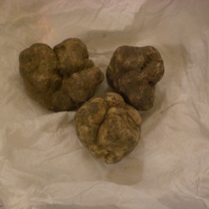 the best white truffles from Alba, N.W. Italy