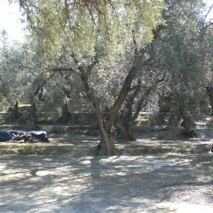 Walk in ancient Andalucian olive groves